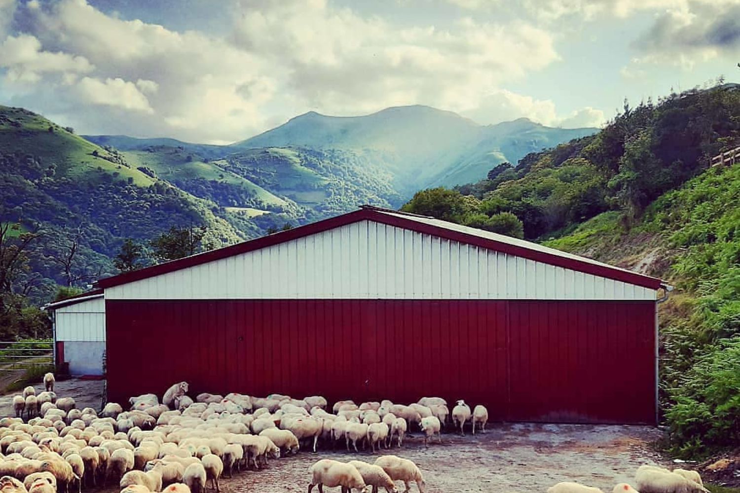 AMETZALDE brebis lait batiment 2021