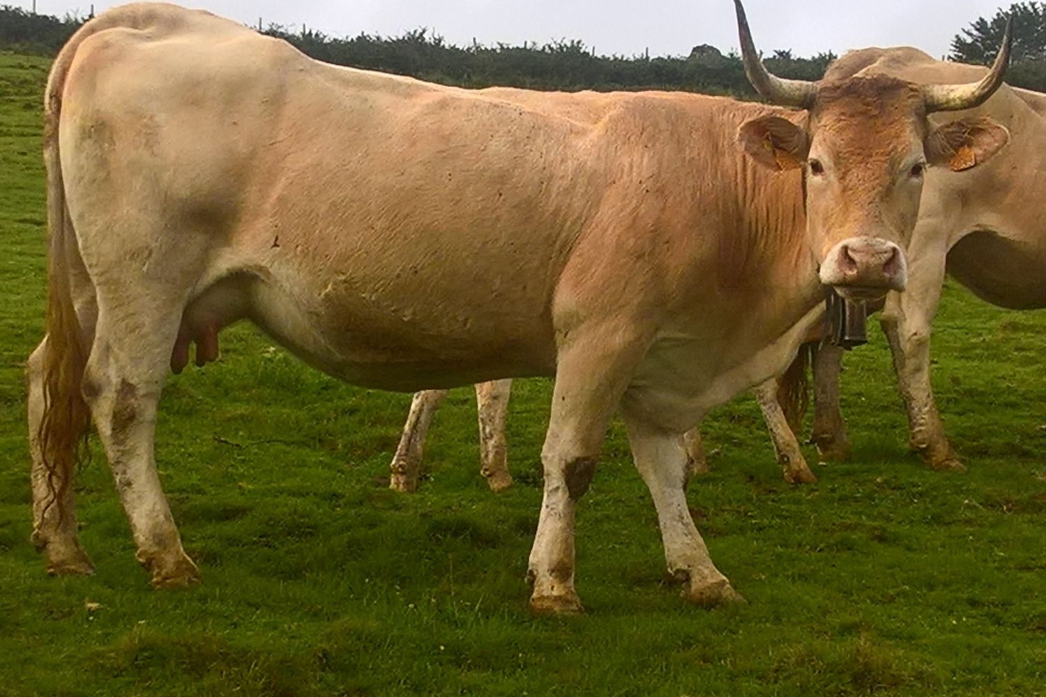 Aire xole vache pirenaica