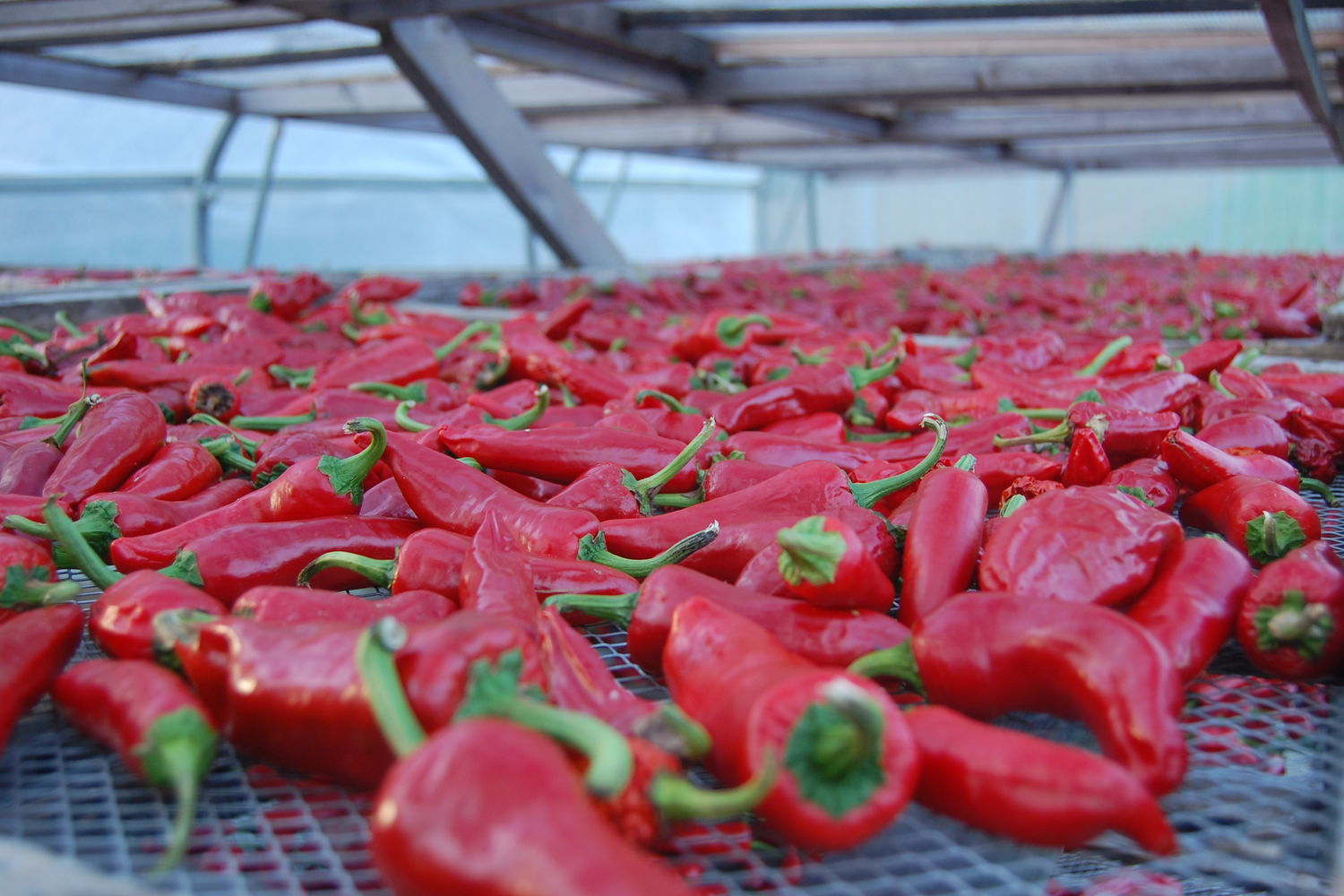 Alexandre Mahe - Piments