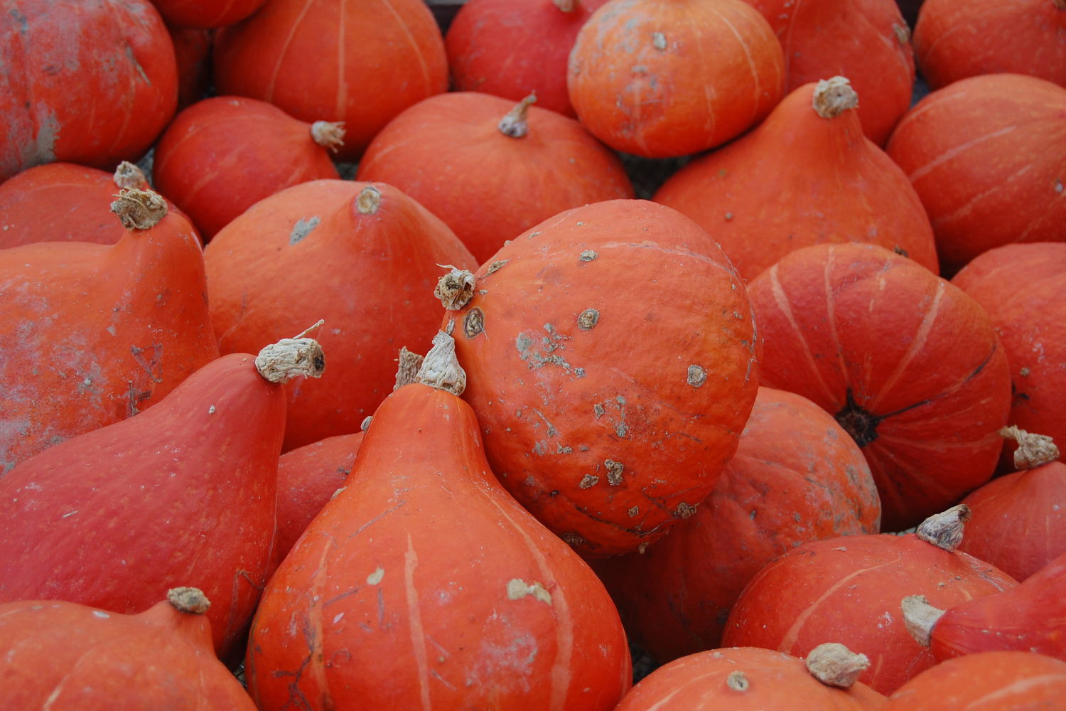 Alexandre Mahe - courges