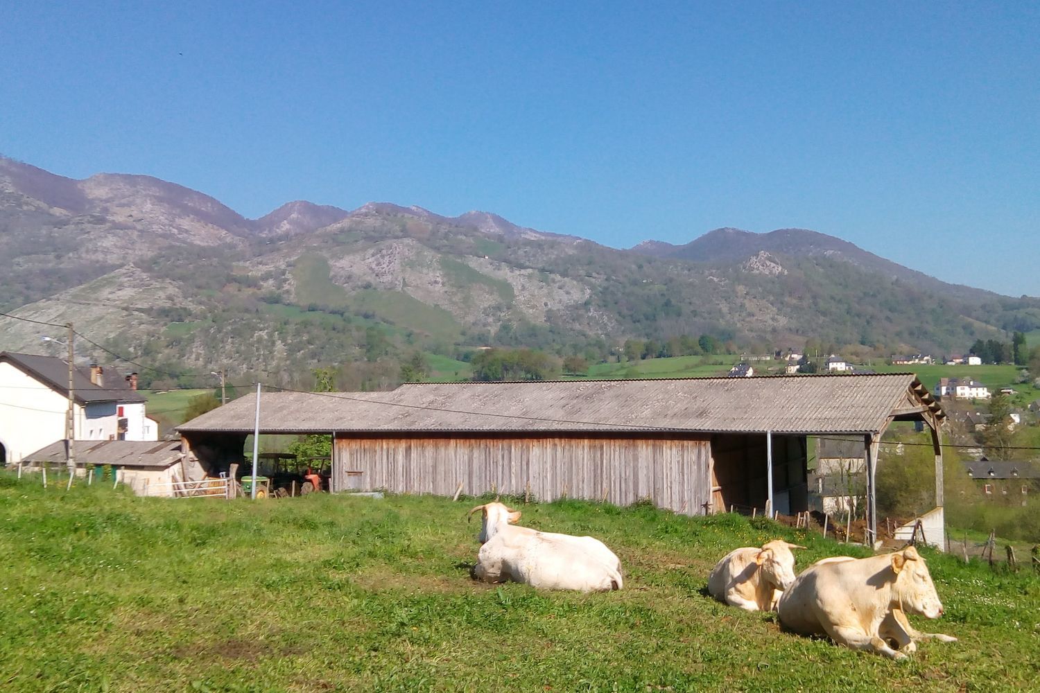 Arhanemendi - vaches