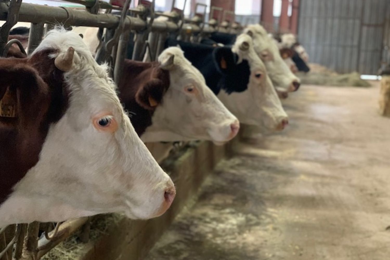 Arrokiaia - vaches
