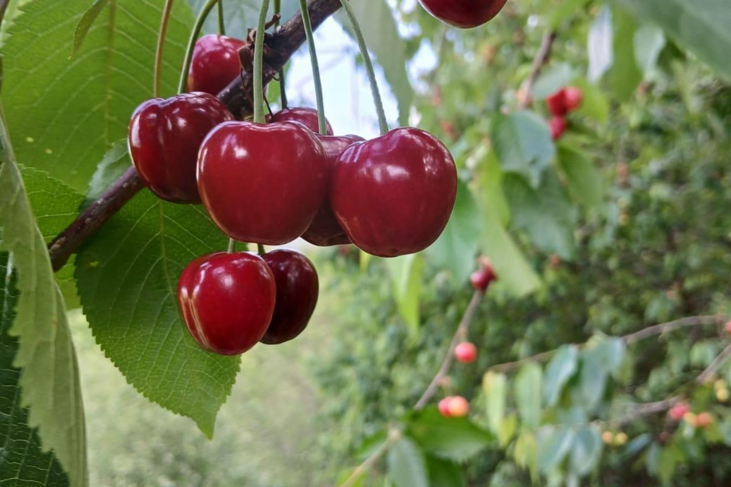 Belazkabieta - cerises
