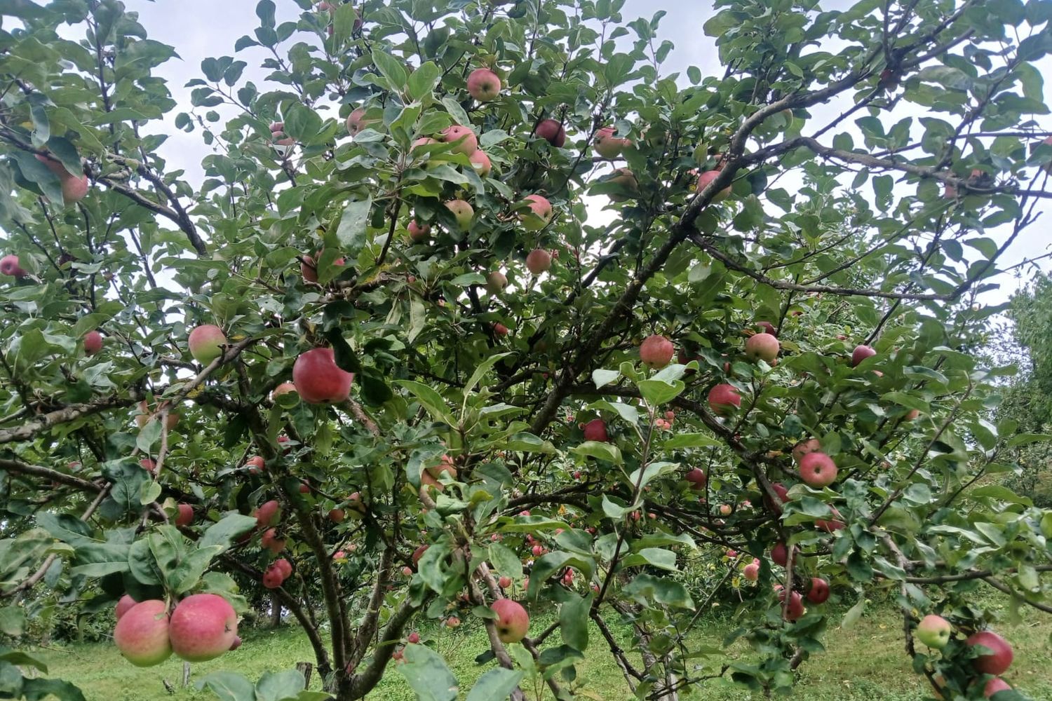 Belazkabieta - fruits