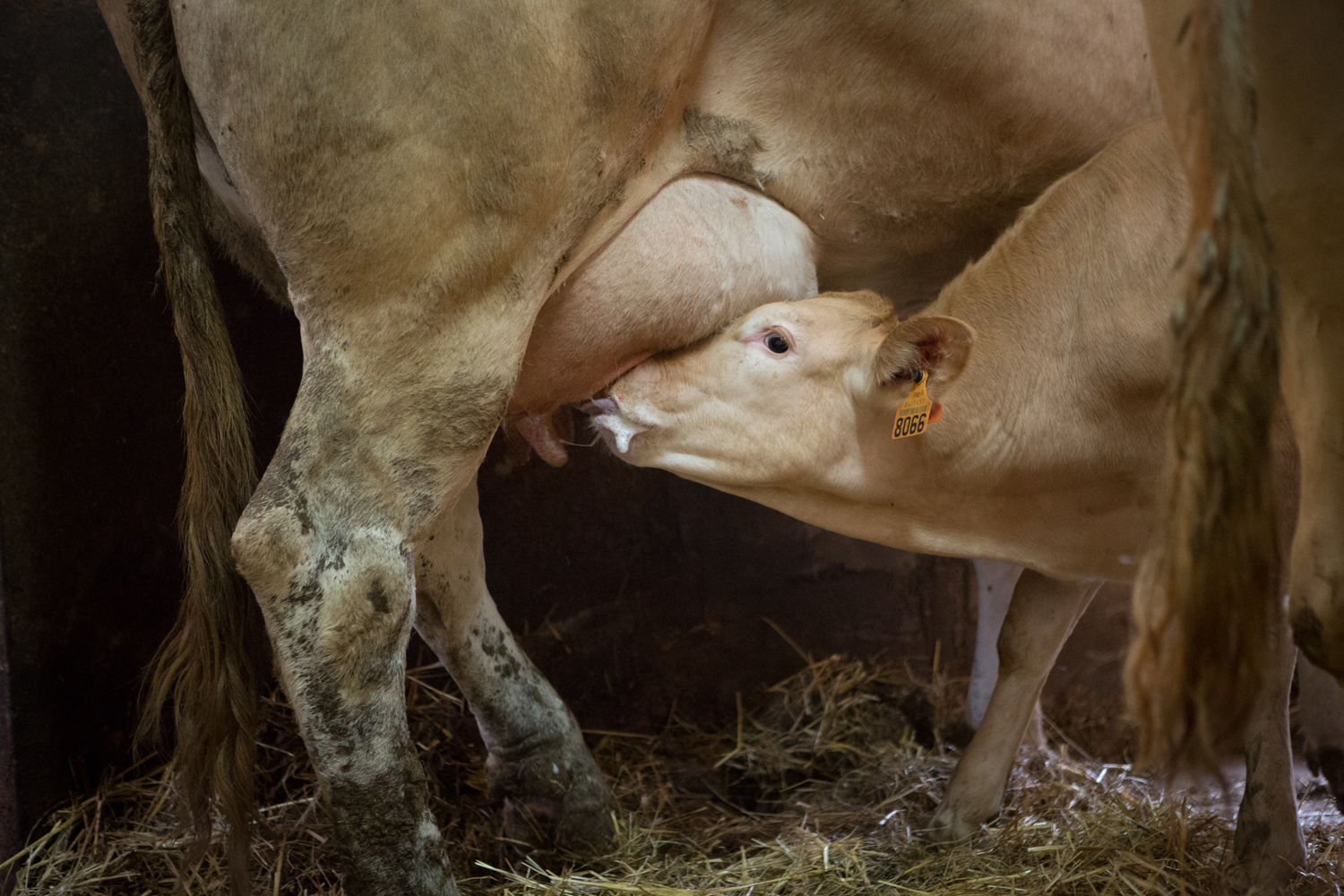 Bovins viande - GAEC Elorri Xuri - Veau te  tant la me  re - Blondes d  Aquitaine