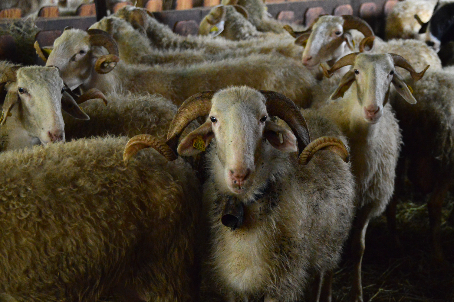 Brebis-Albisetti-Basco-be  arnaises