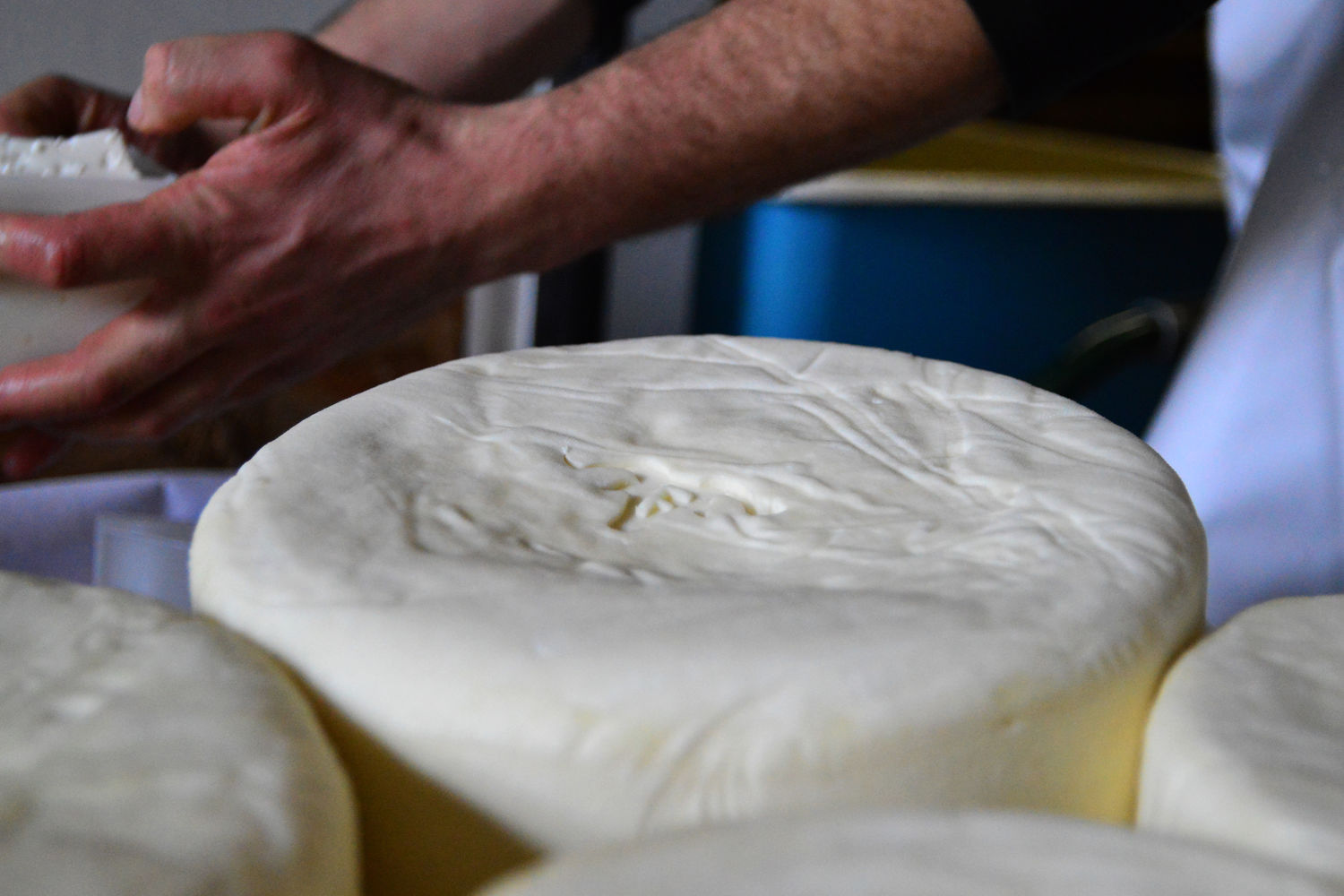 Brebis-Albisetti-tomme