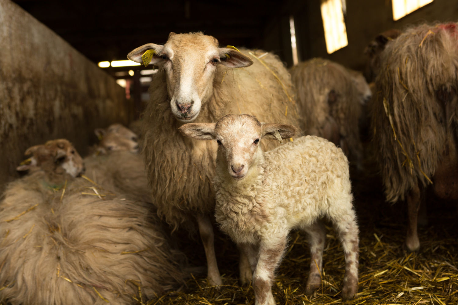 Brebis Larraldea brebis avec agneau
