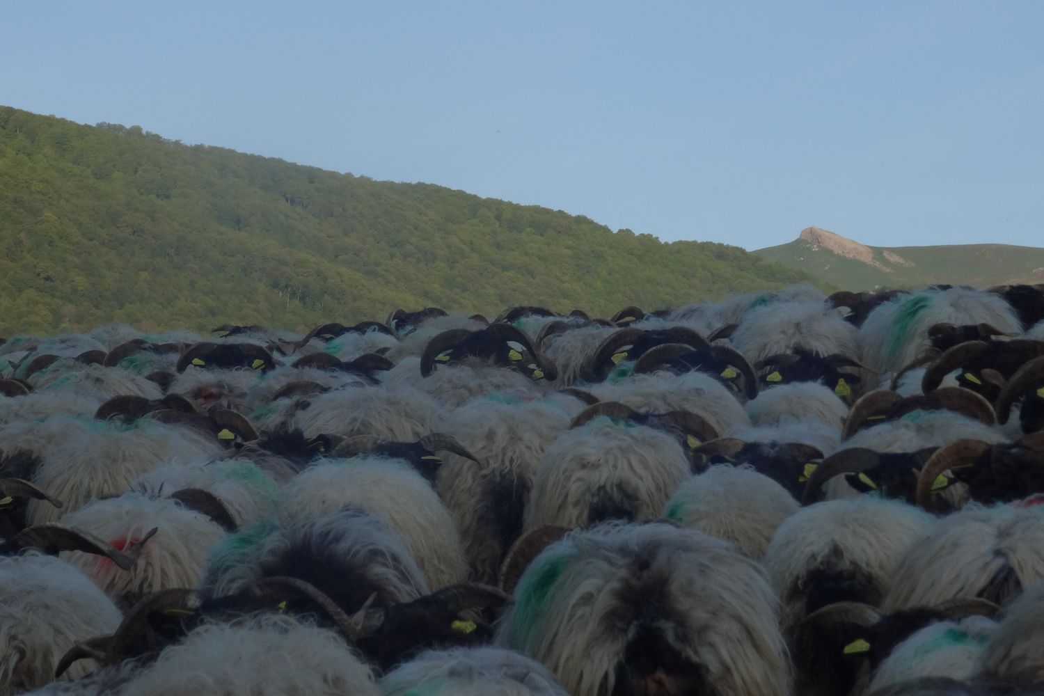 Brebis Ouret montagne