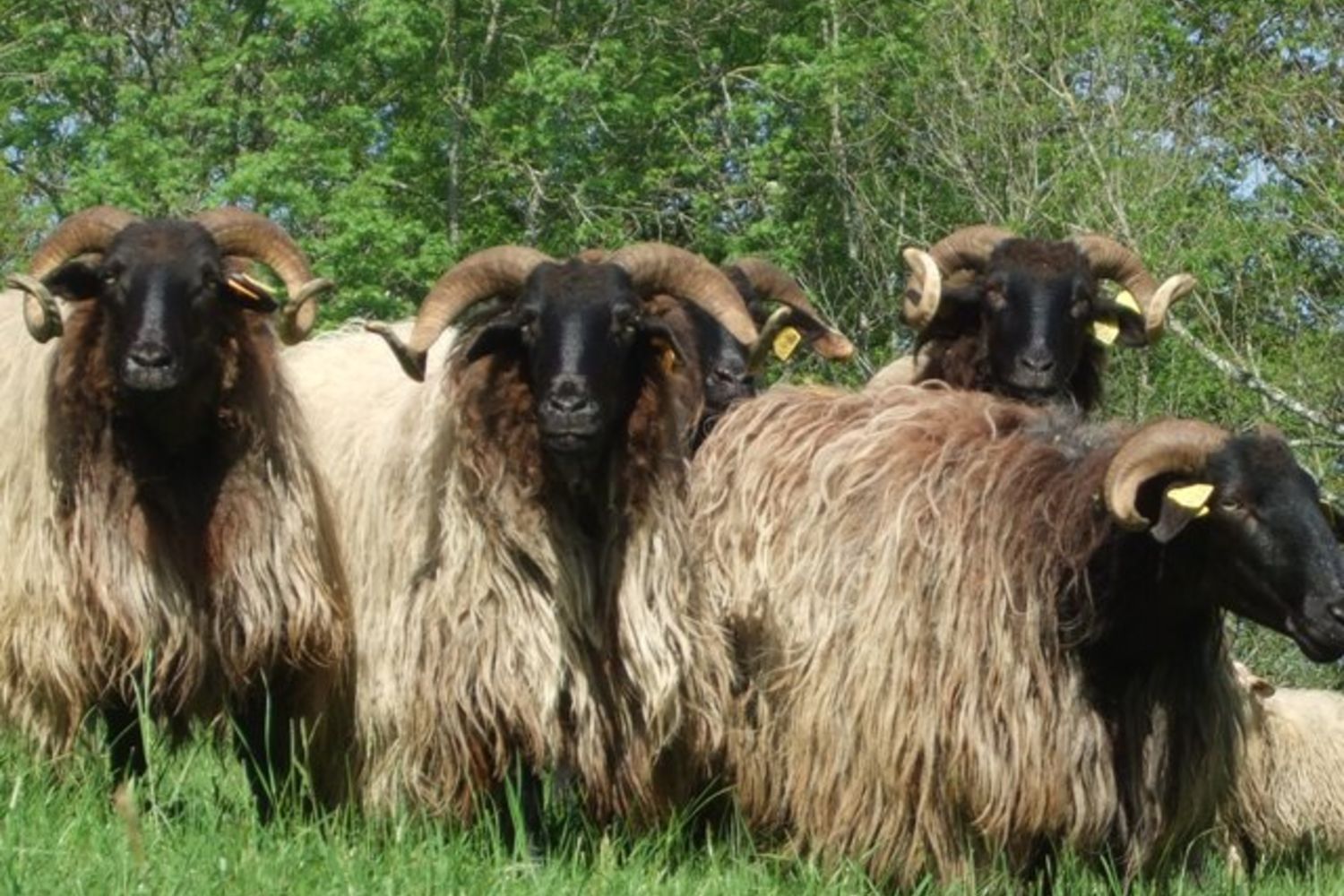 Brebis  c Garatea 2