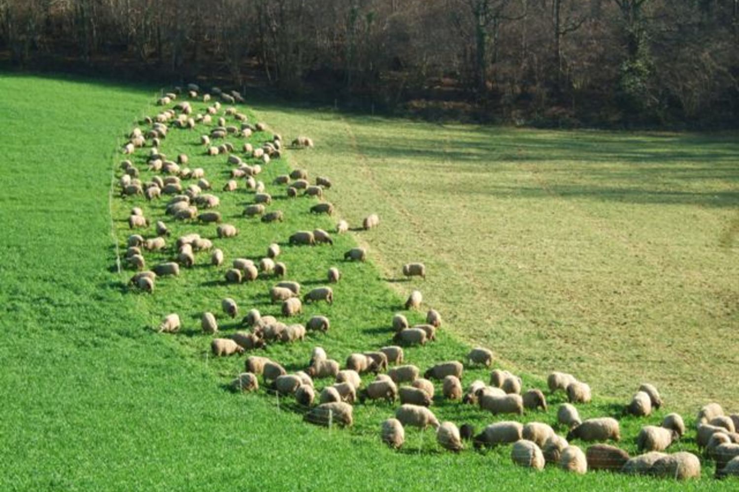 Brebis  c Garatea 3