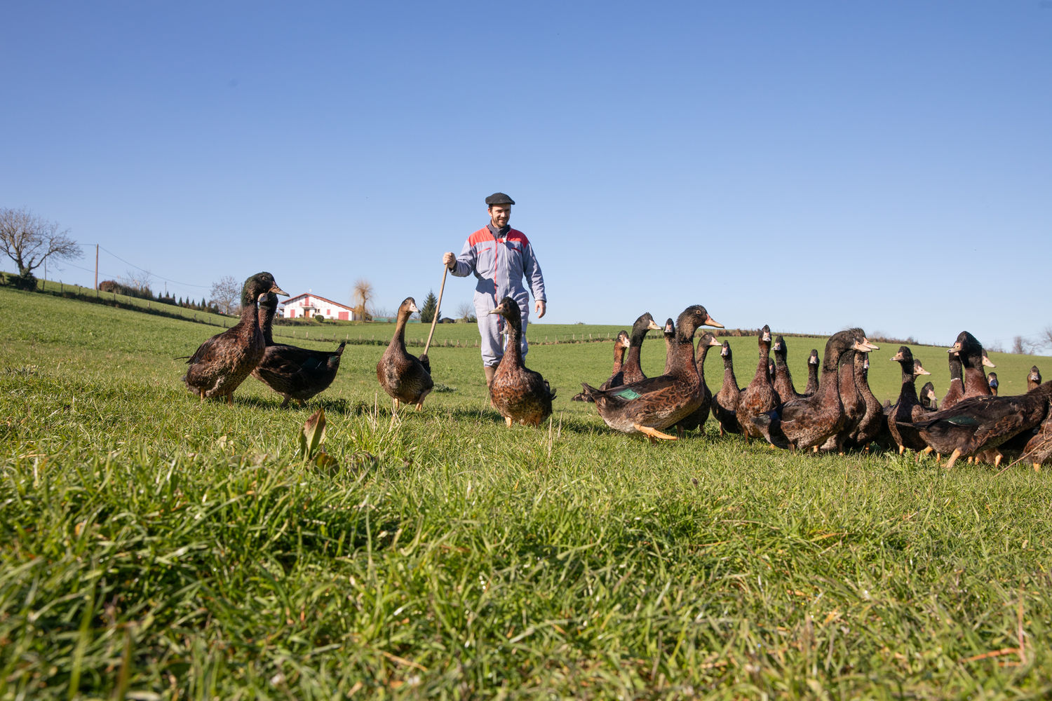Canards - Ferme Suhastia - Alain Fourcade champ