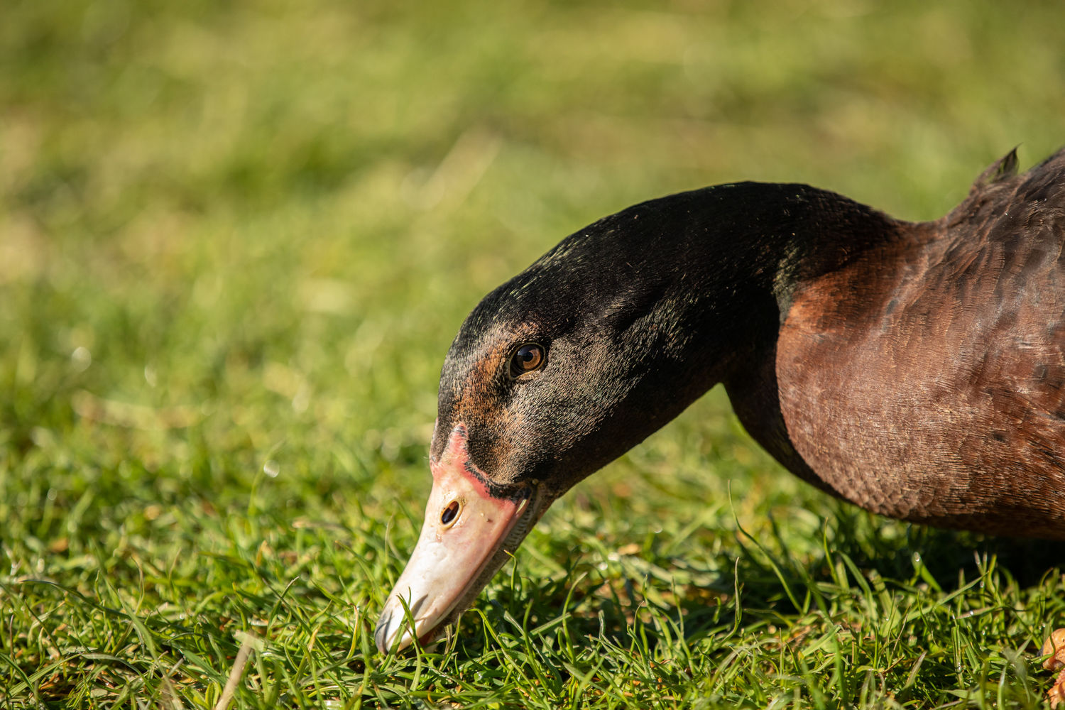 Canards - Ferme Suhastia - Canard mangeant de l  herbe