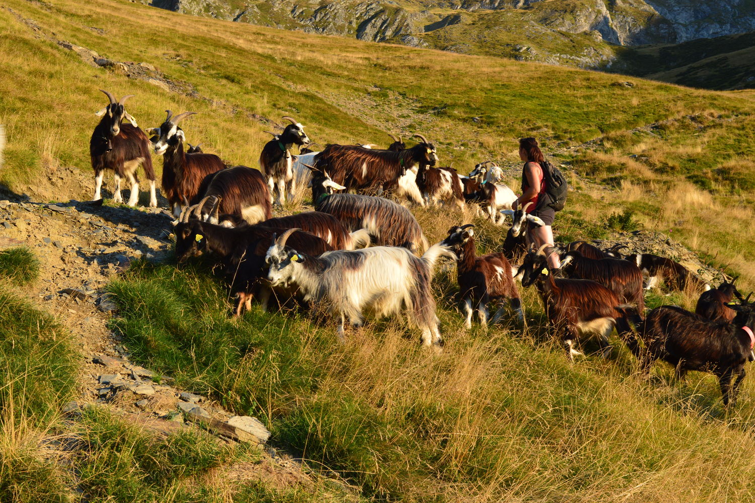 Che  vres - Murgia - troupeau en montagne