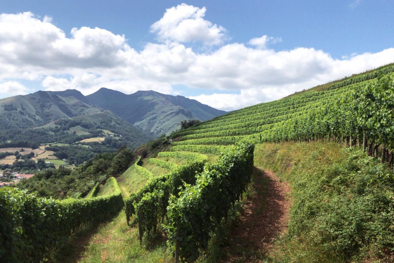Domaine Ameztia - vigne au soleil- Idoki