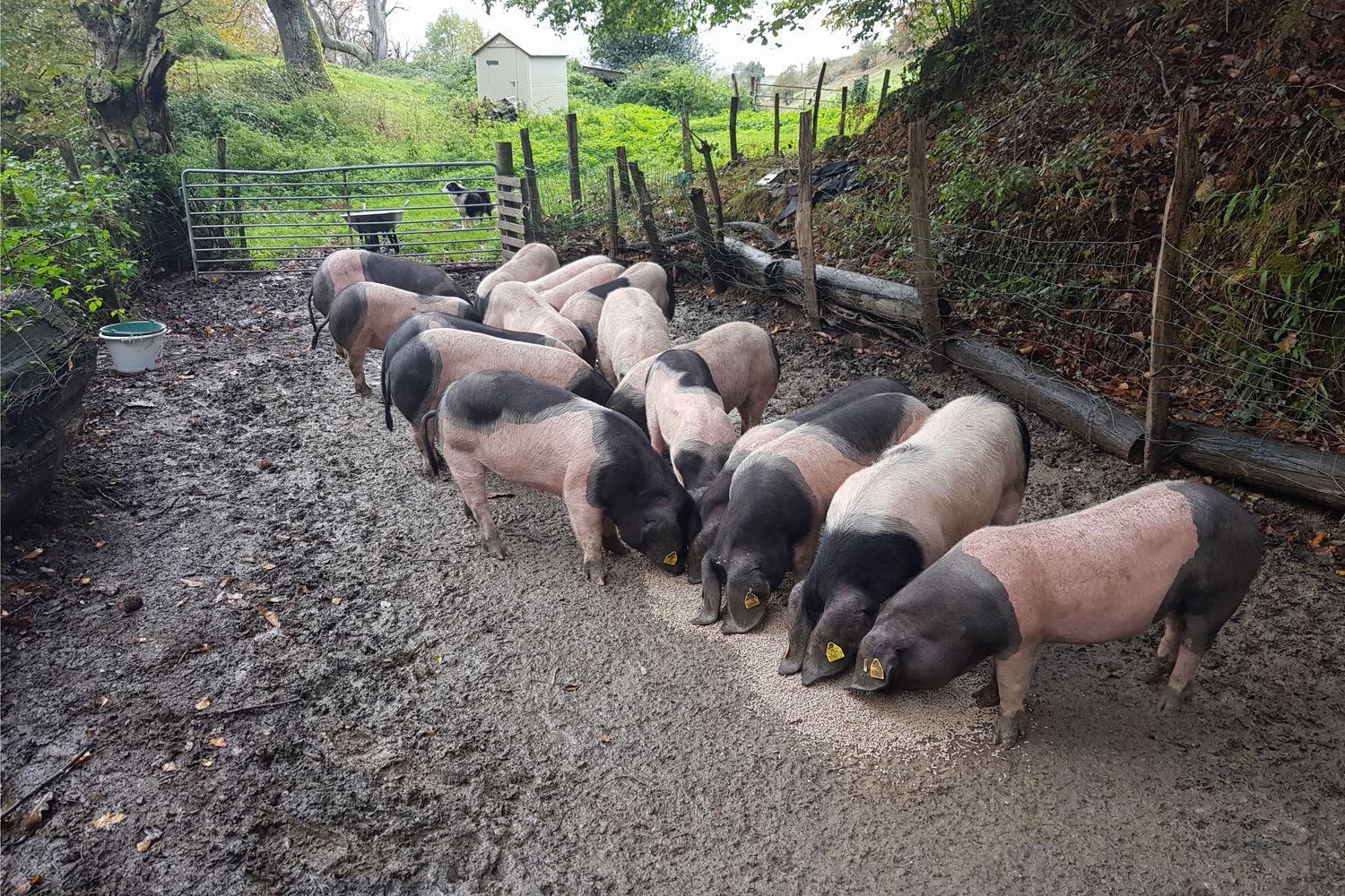 Echecolanea - porc kintoa