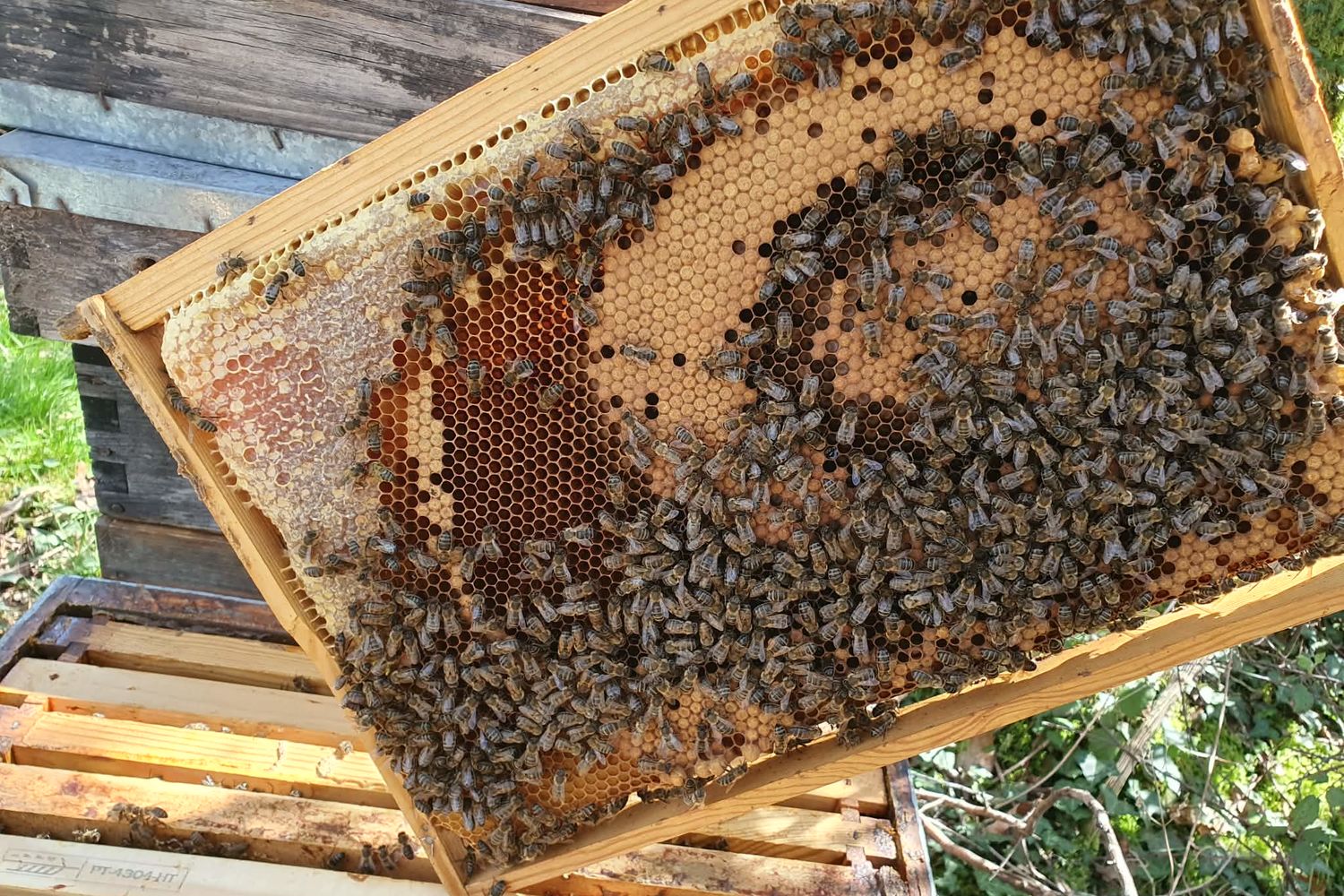 Erlume - abeilles