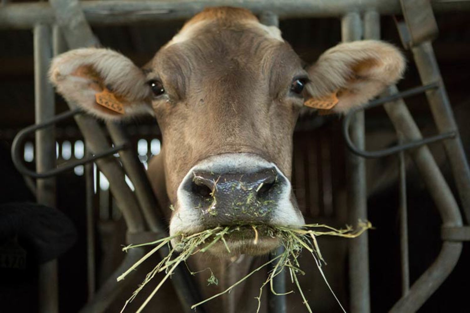 Esnekiak - vache -