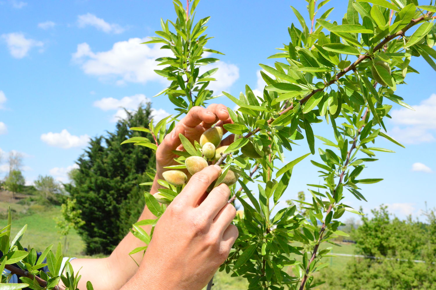 Fabien Labrune - Printemps - Amandes