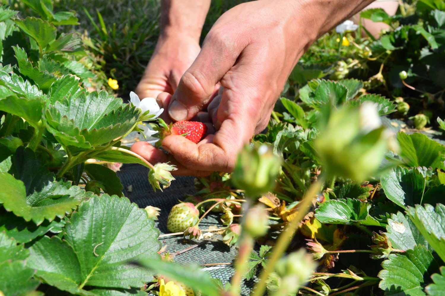 Fabien Labrune - Printemps - Cueillette des fraises