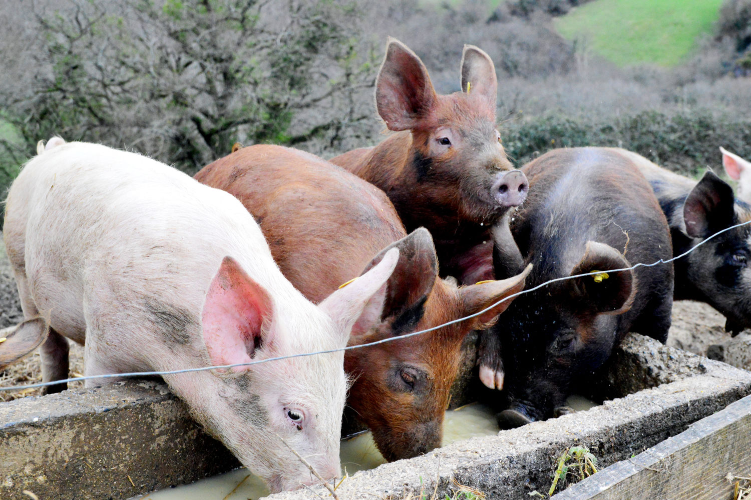 Ferme Betirisastea - cochons buvant le petit lait - Idoki
