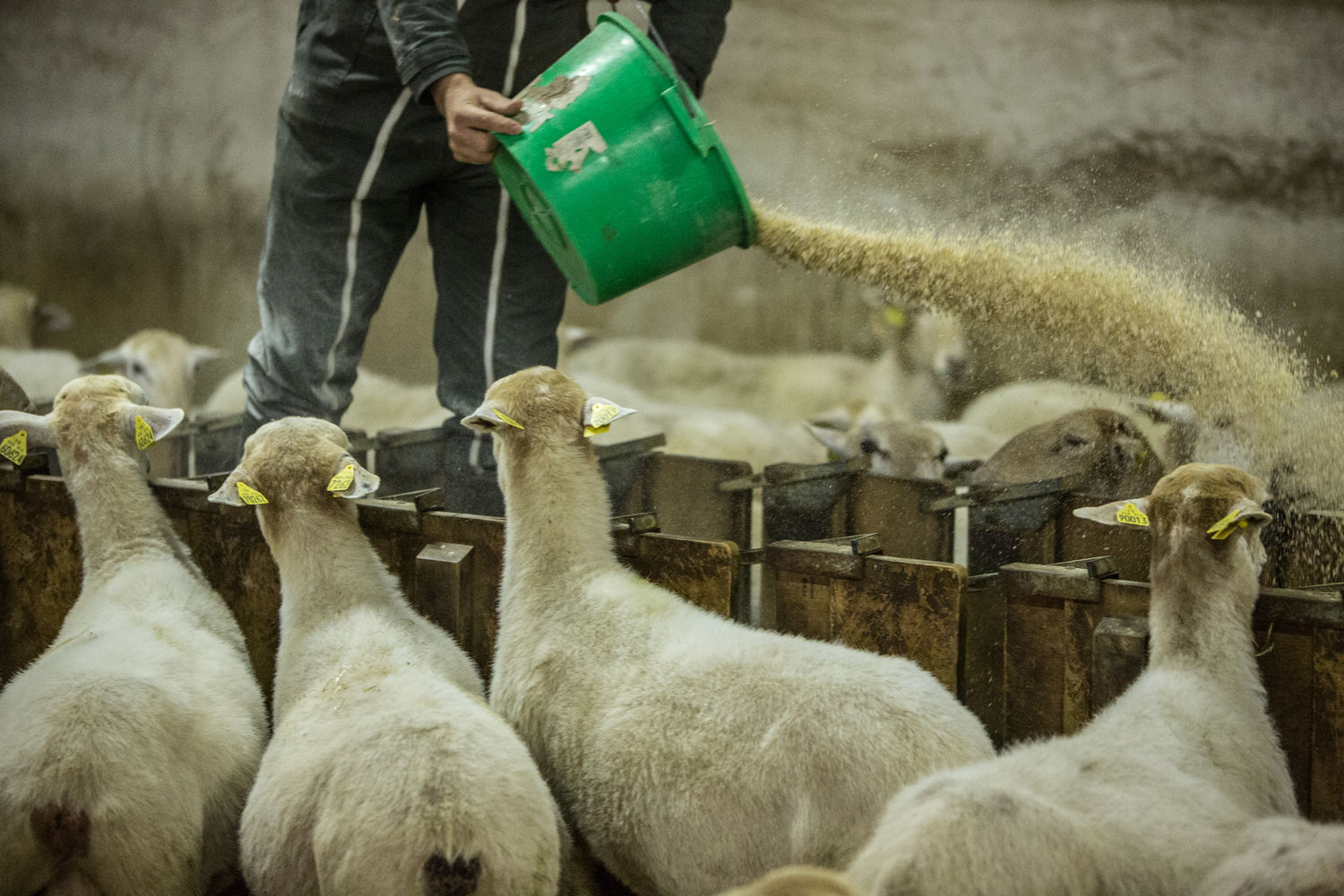Ferme Pelloenea  Antton Urrizaga  alimentation des brebis  Idoki