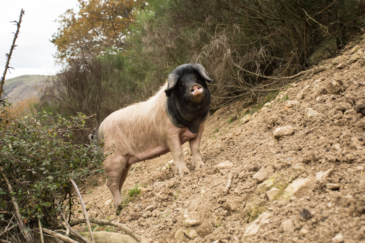 Ferme Pelloenea  Antton Urrizaga  porc basque