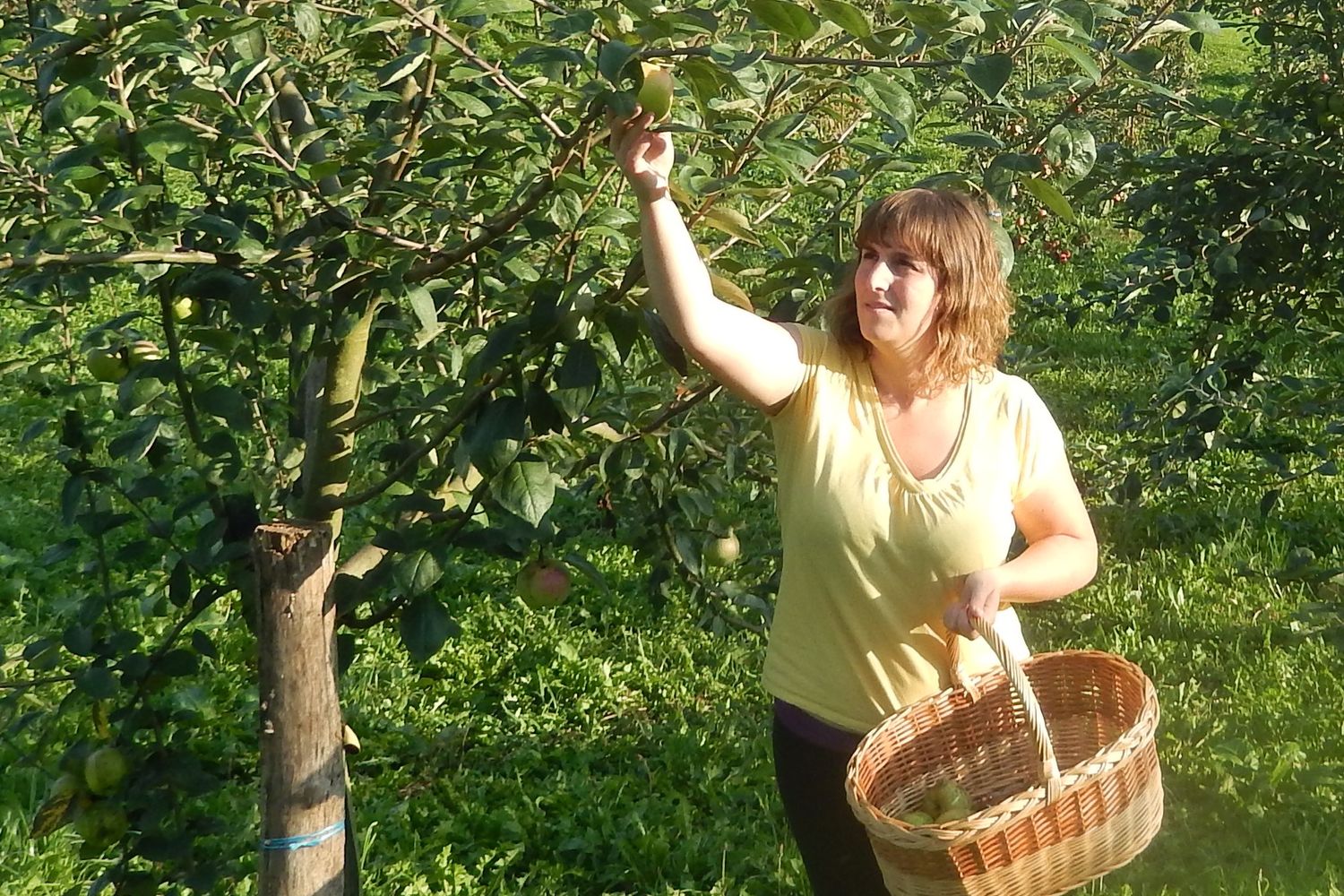 Fruits_-_Jorajuria__1_.JPG