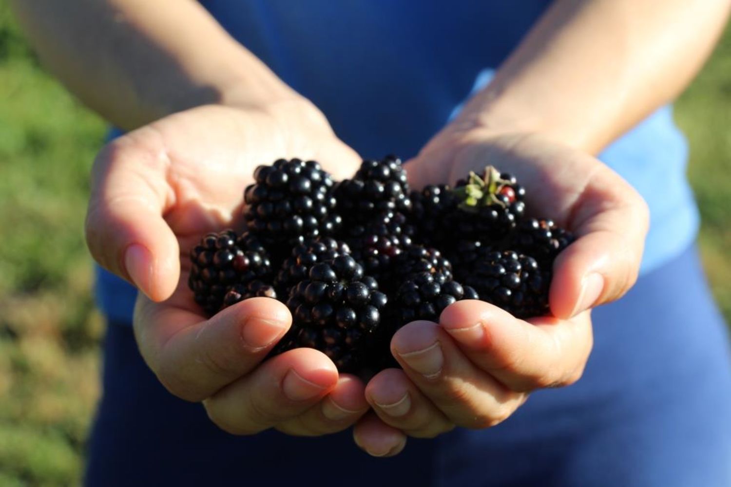 Fruits - Milika - mu  res