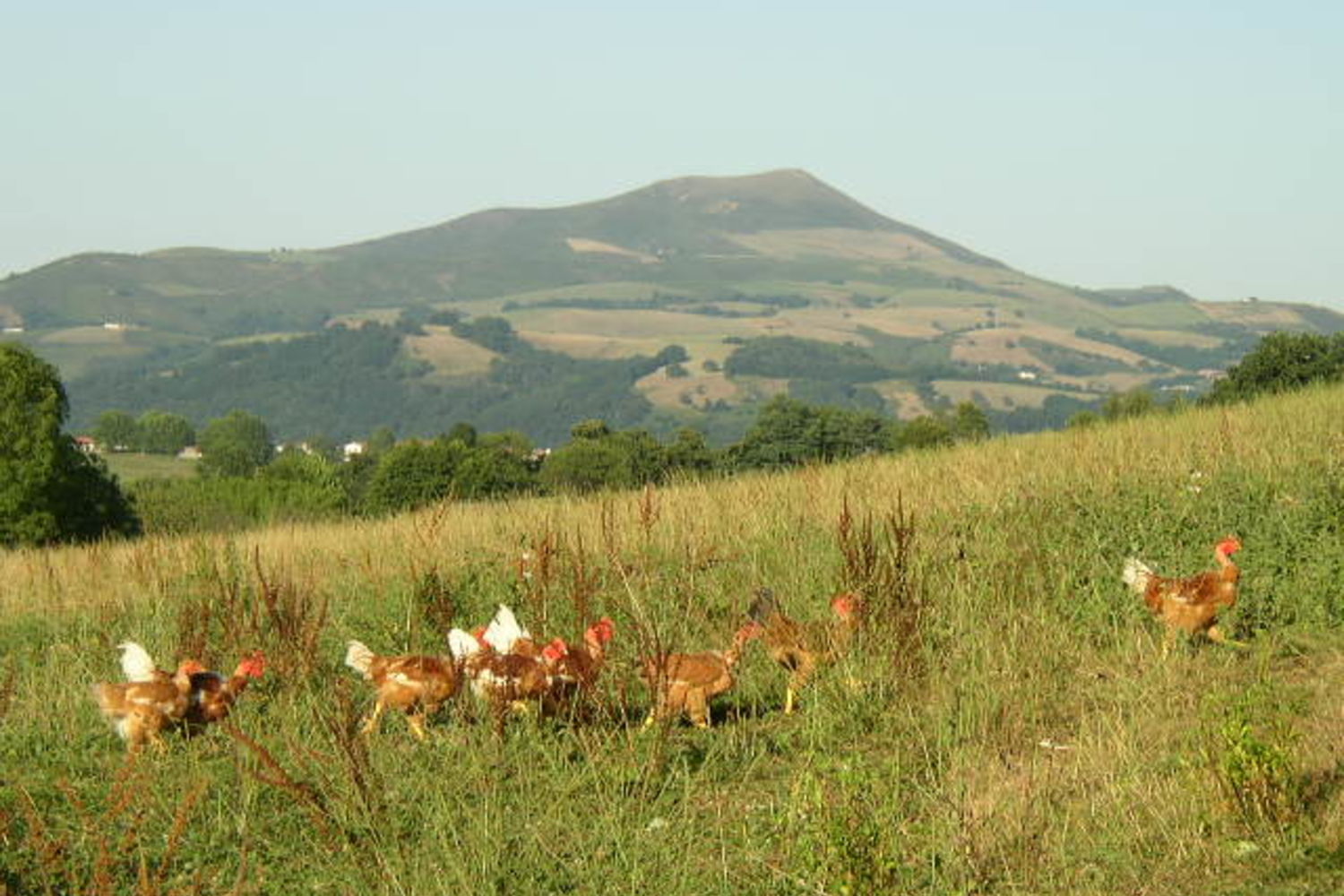 ferme pédagogique pays basque