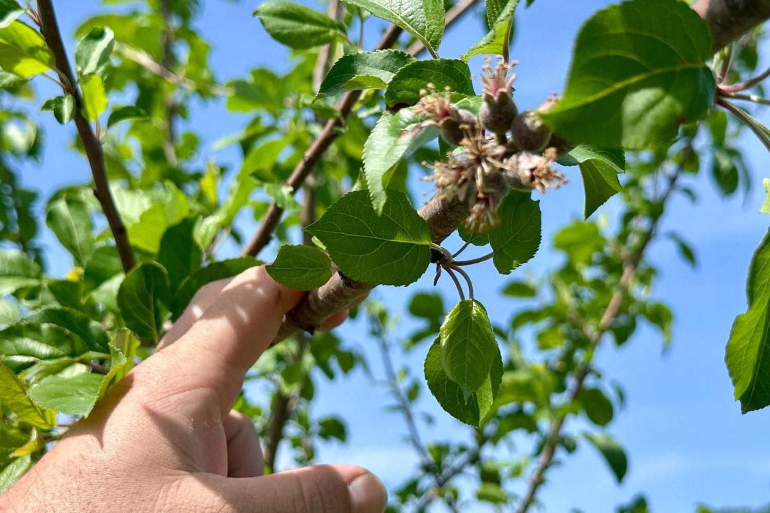 Harismendia - pommier