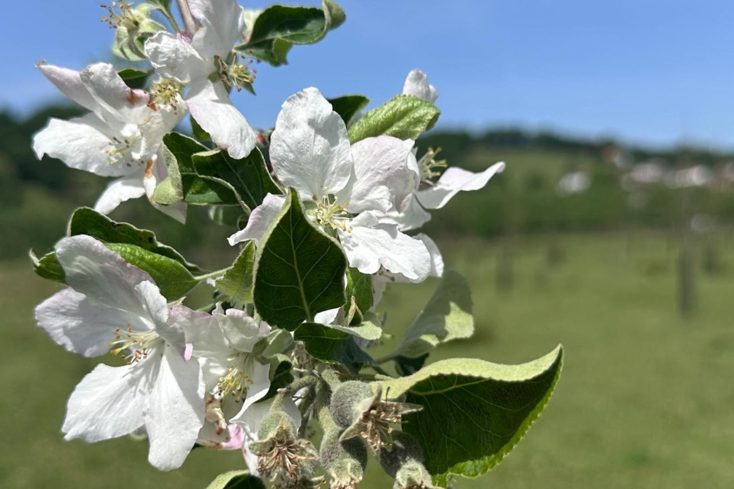Harismendia - pommier en fleur