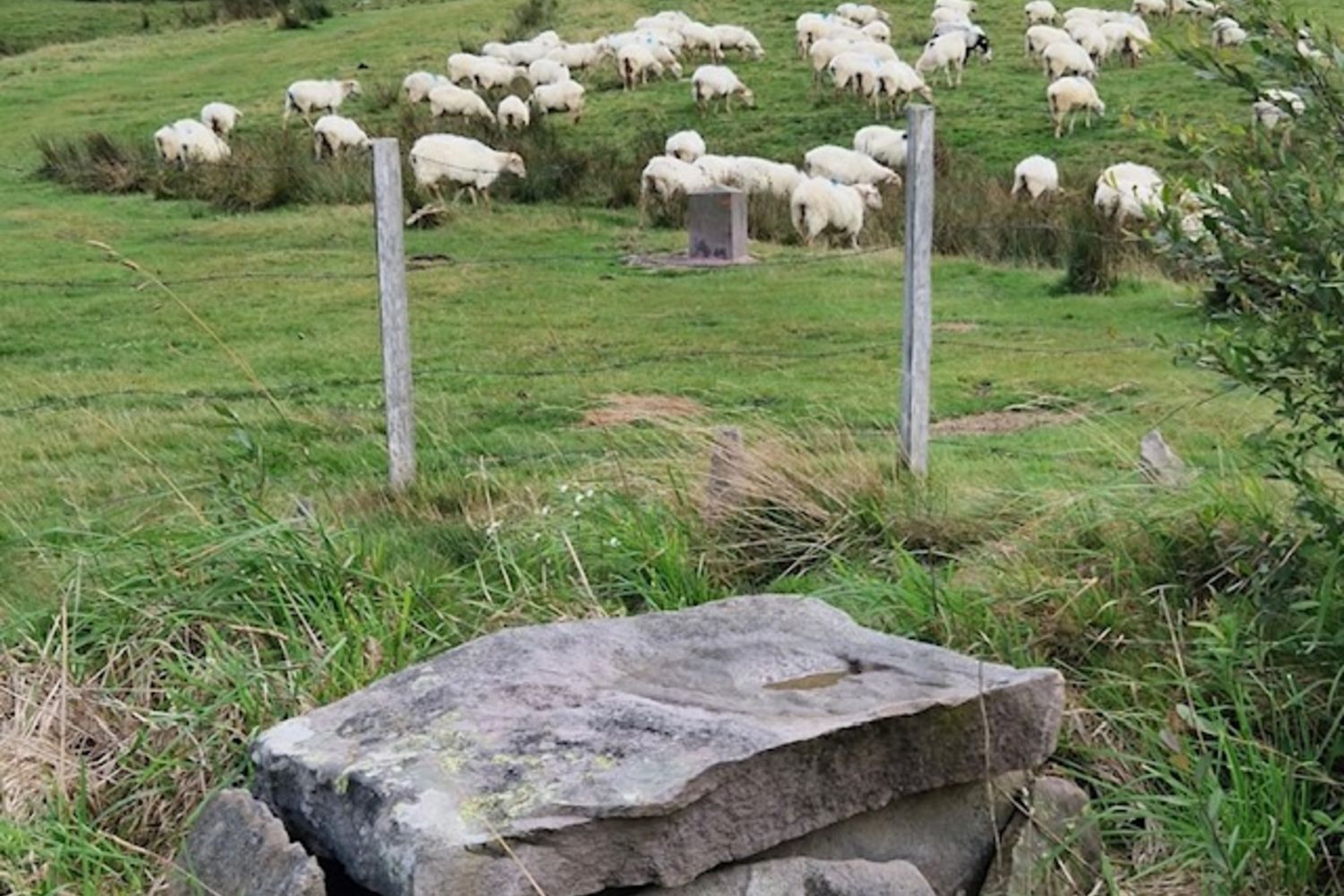 Iguzki Lore - brebis