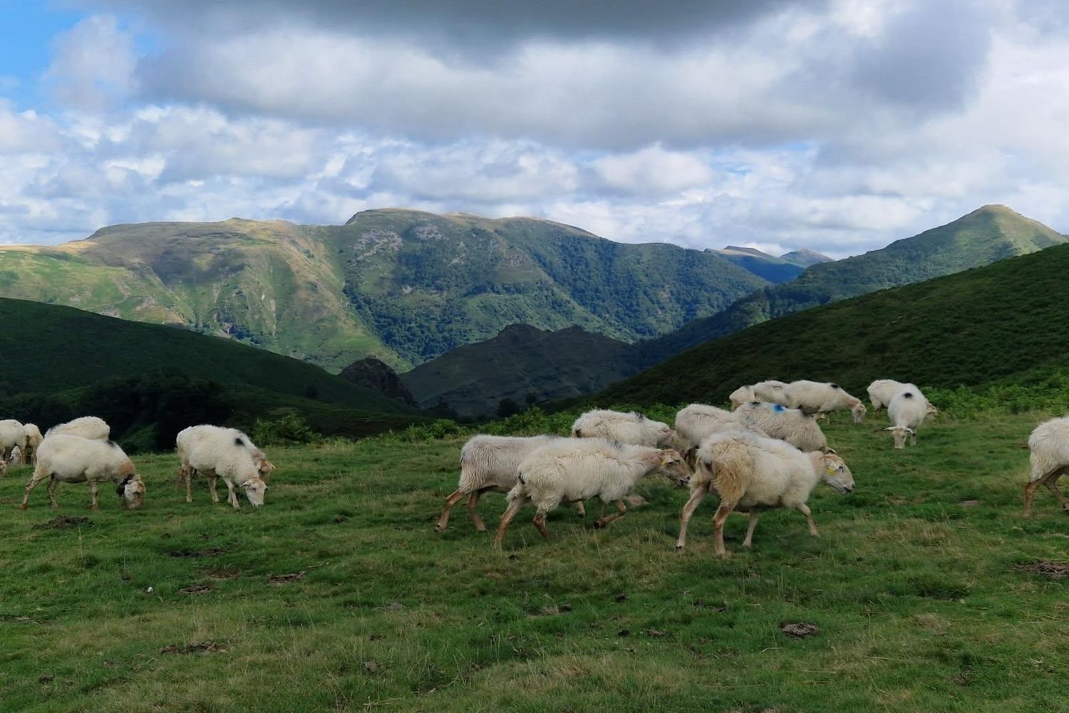 Iguzki Lore - transhumance
