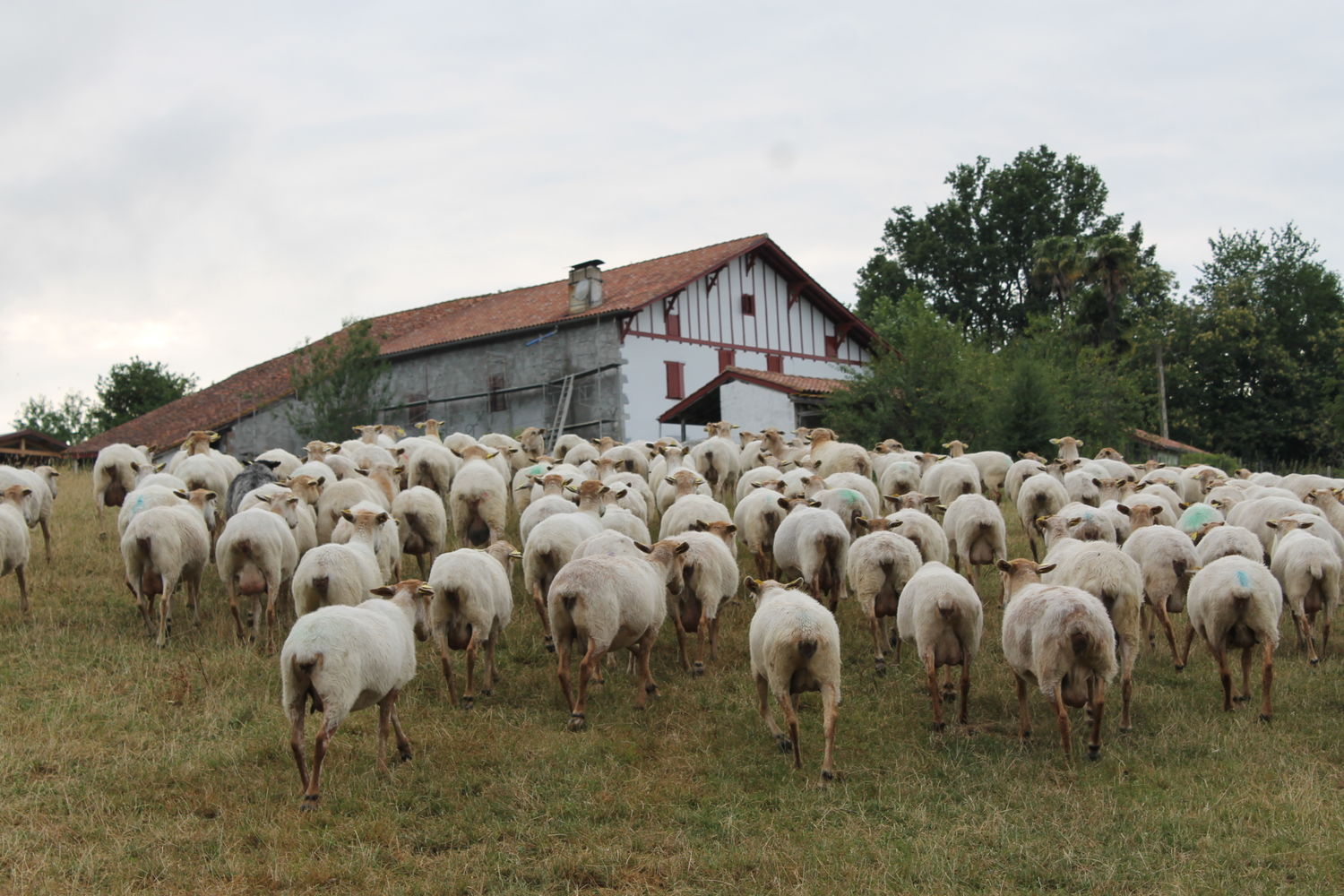 Itxaldea-ferme