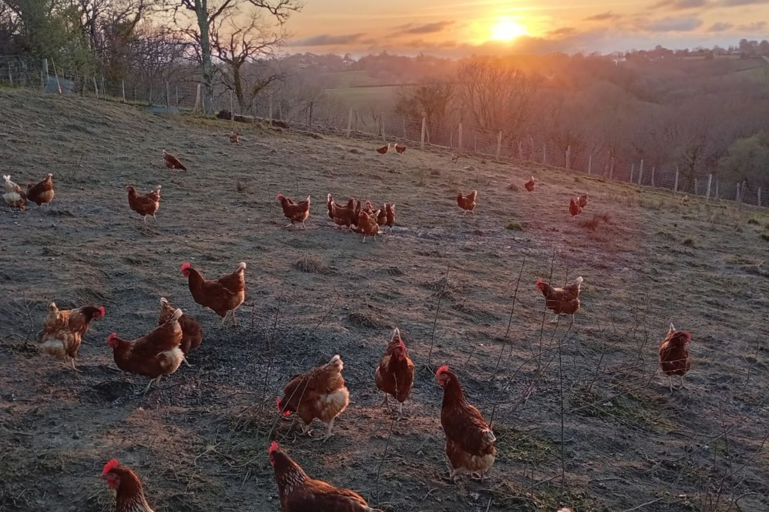 Joana Parot - poules