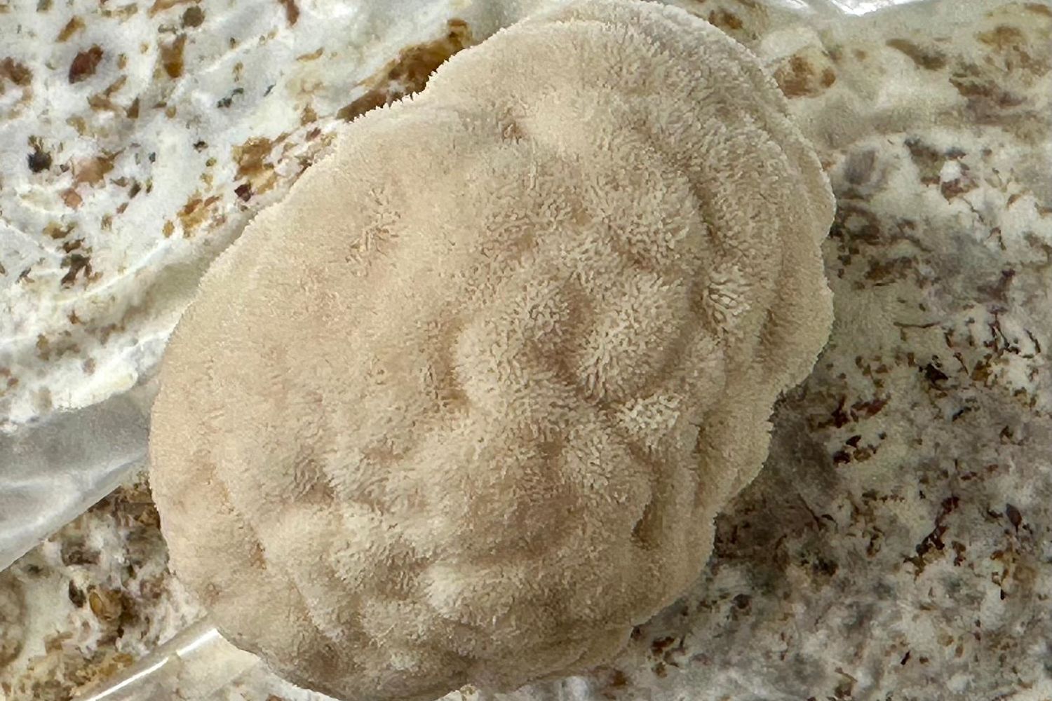 Le myceliste - Alison - champignons 4