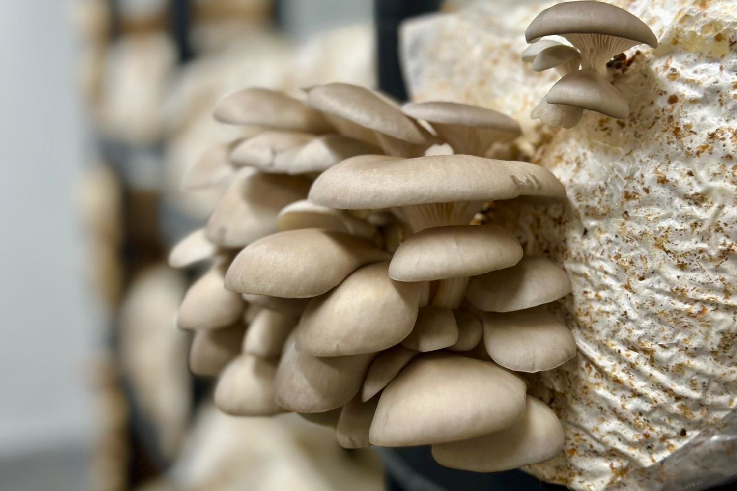 Le myceliste - Alison -champignons 1