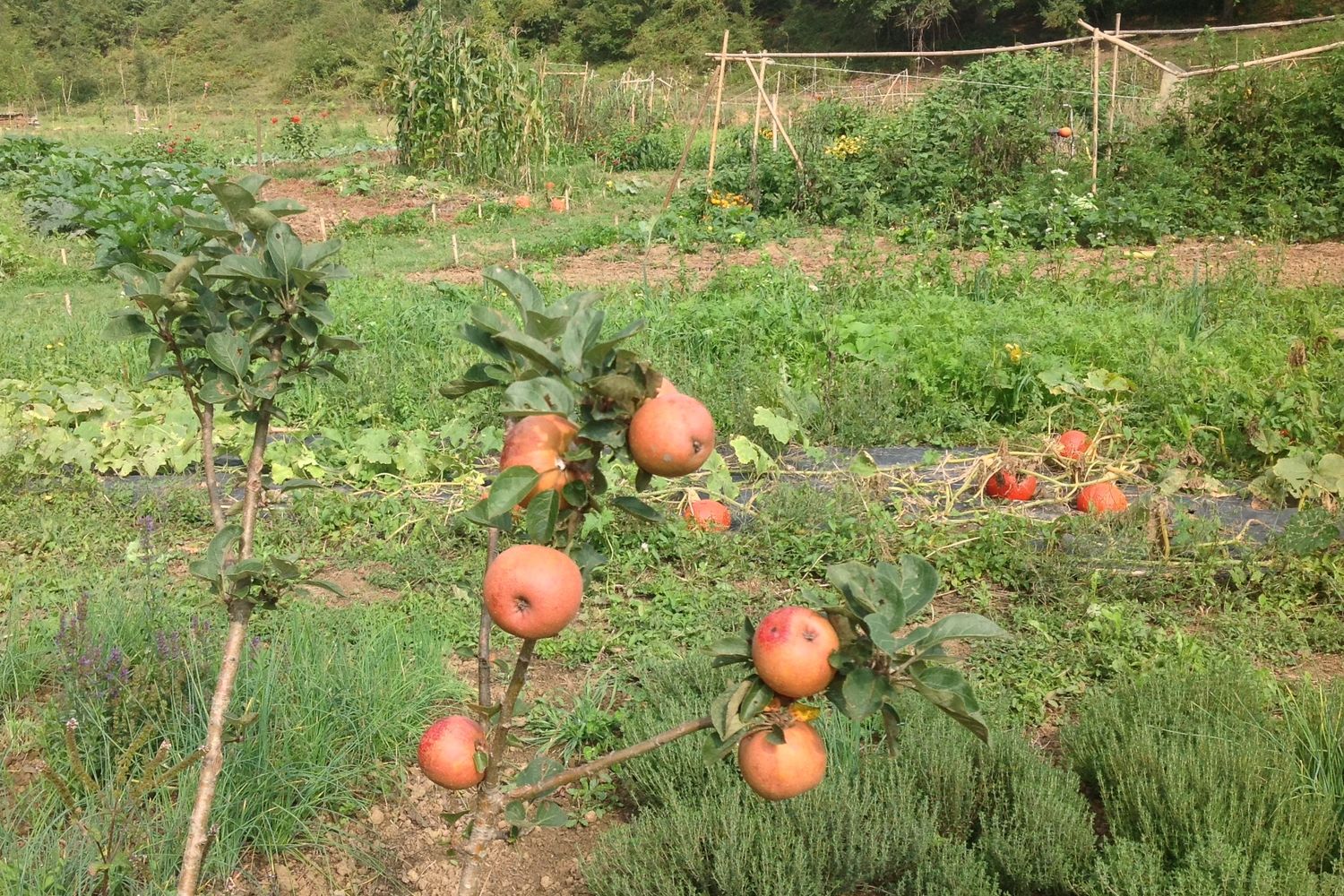Legumes - Ahaleen lurrak  7