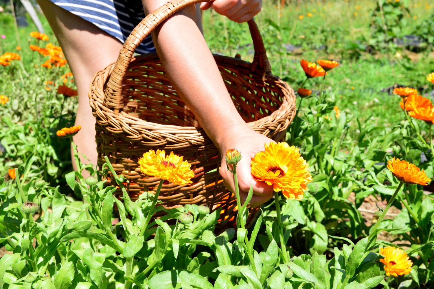 Les petits naufrages - Cecile Vivant - Idoki - Calendulas