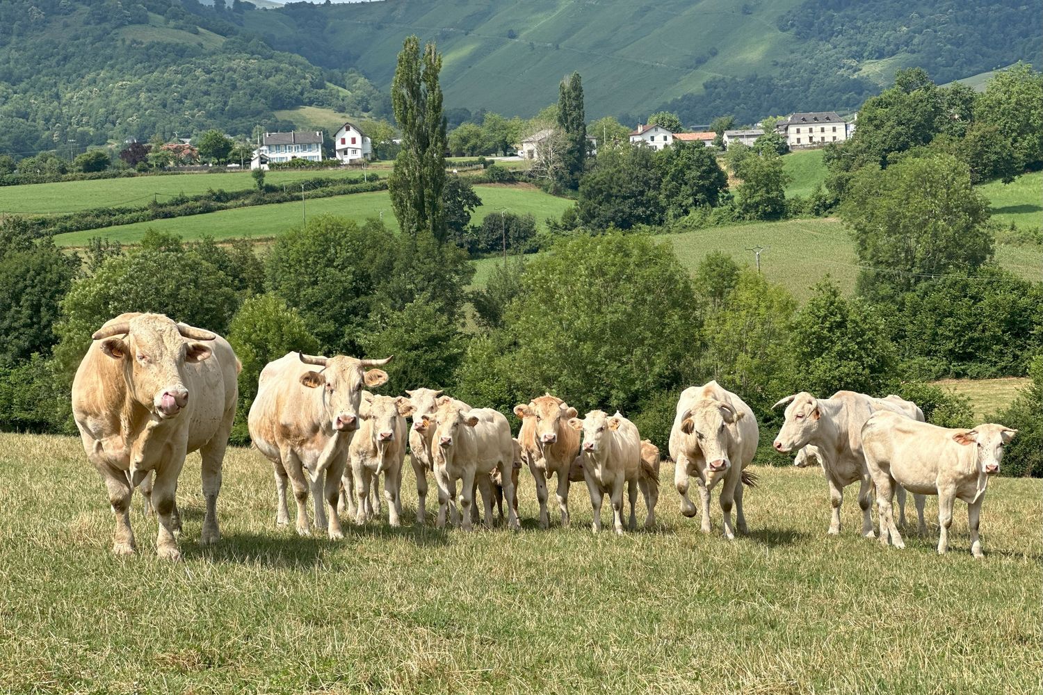 Loustau- vaches 2