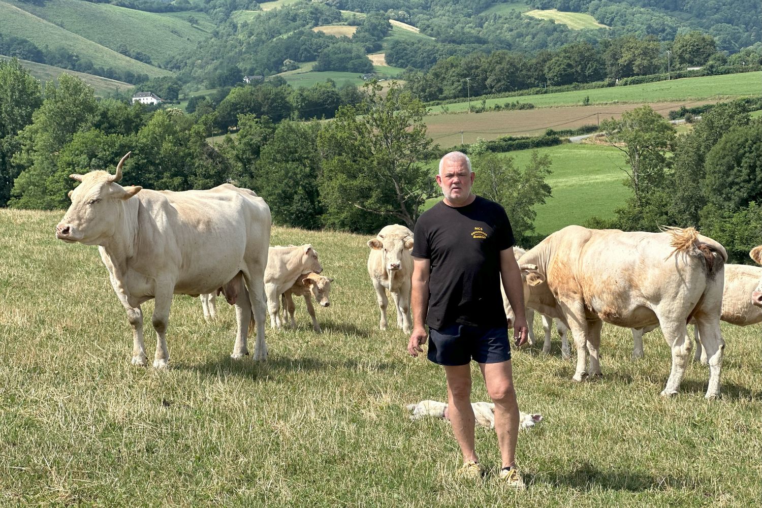 Loustau-vaches