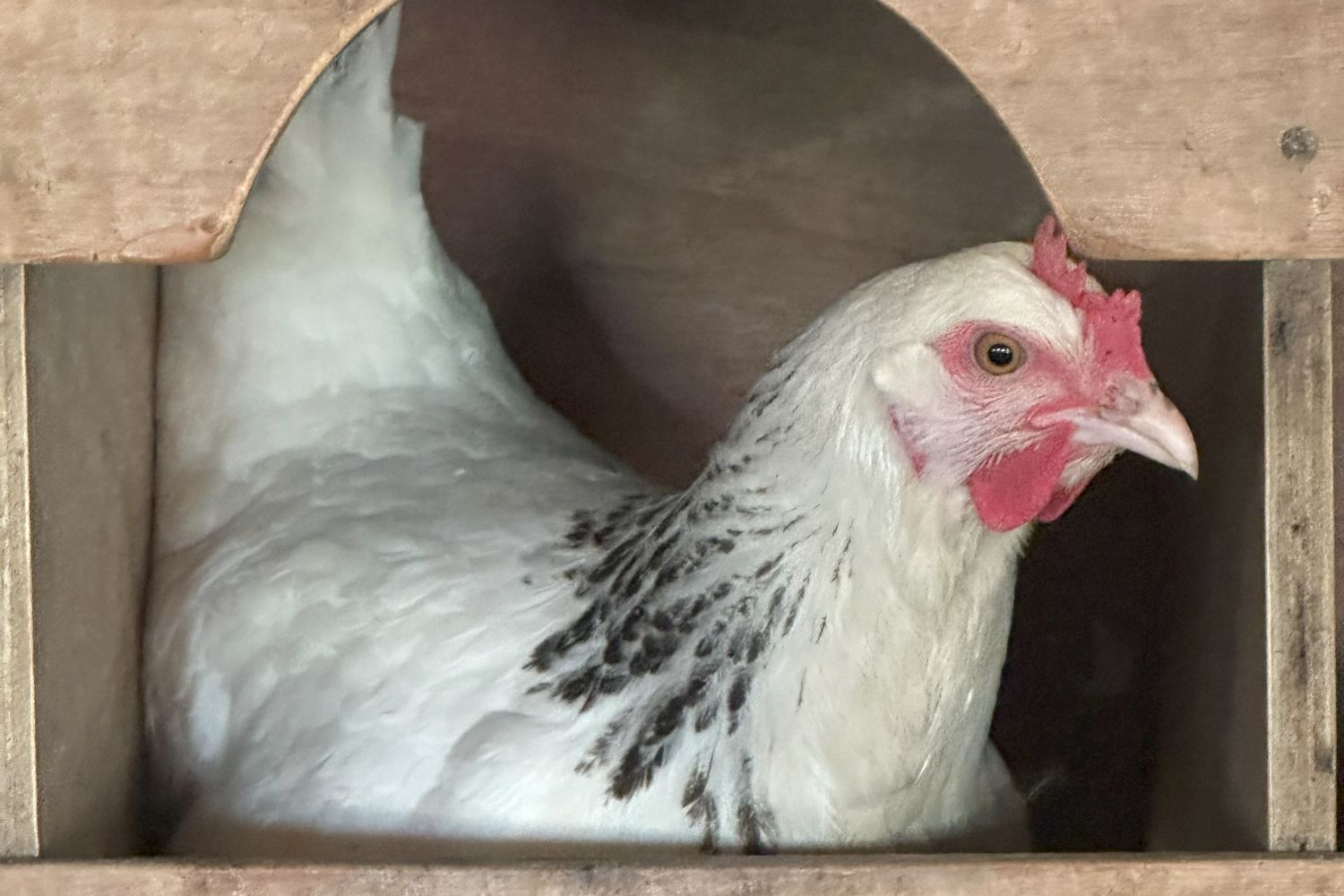 Luma-poules 2