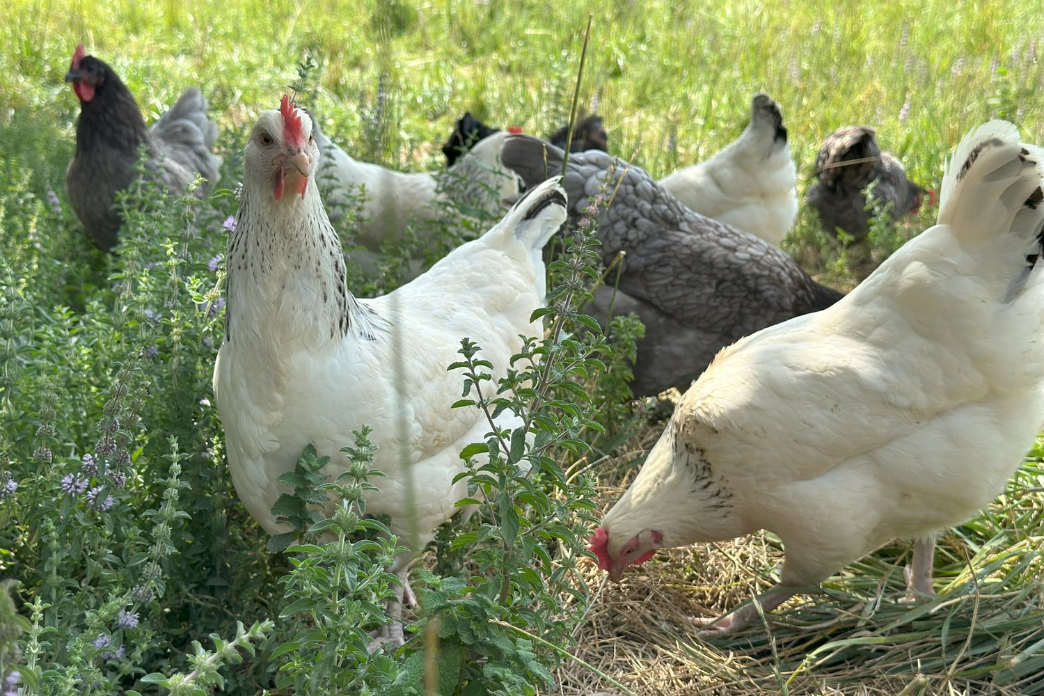 Luma-poules