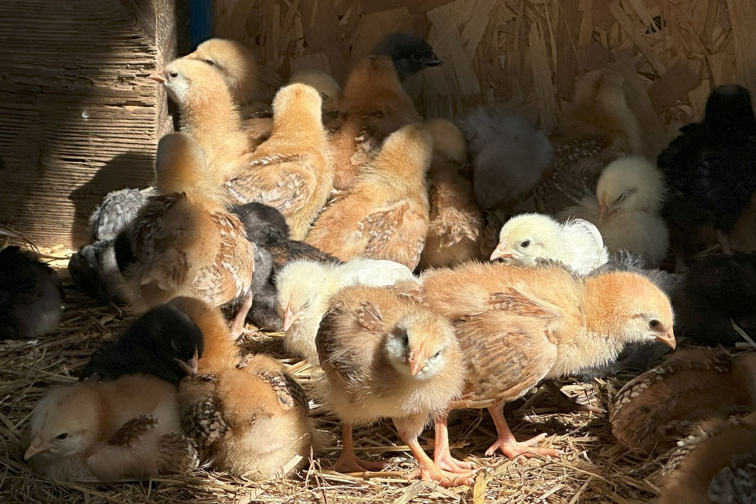 Luma-poussins 1