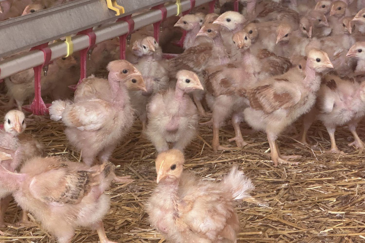 Matteo Villatte - jeunes poulets