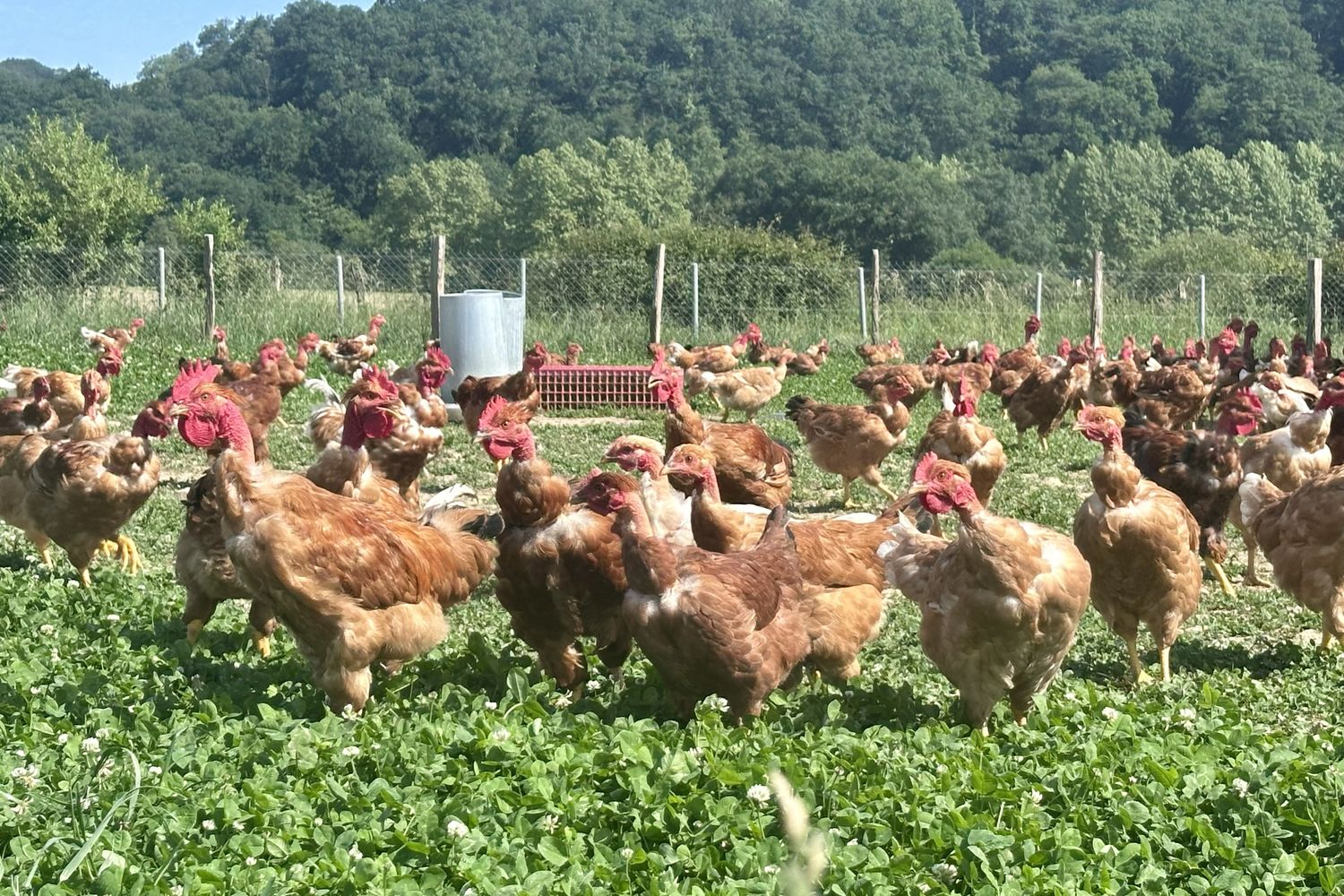 Matteo Villatte - poulets