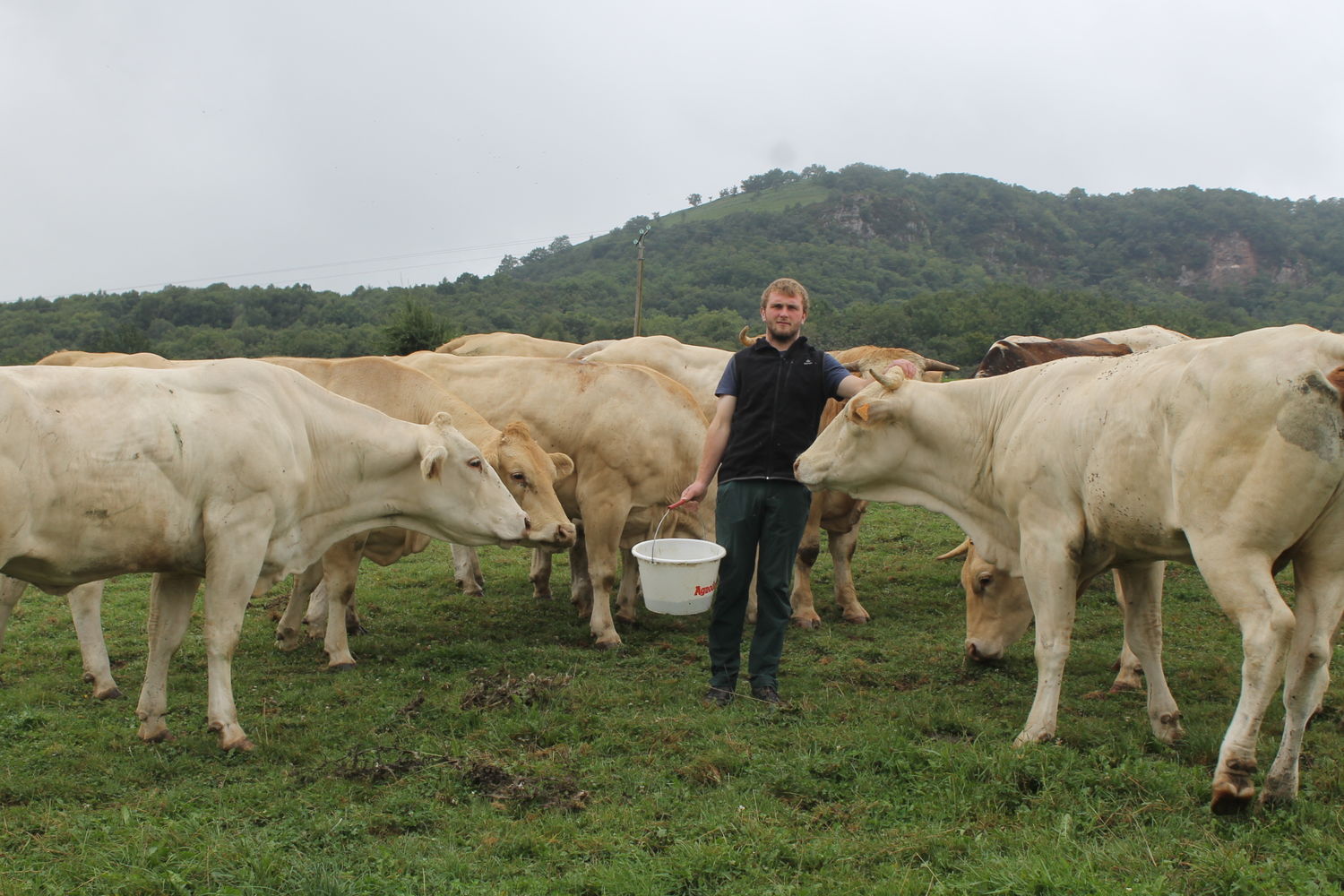 Mattin Erramoun  Begotenia  Mattin et vaches - Copie
