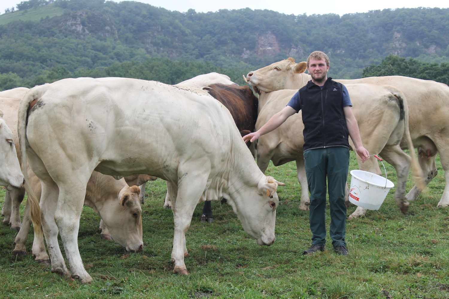 Mattin Erramoun  Begotenia  Vaches et Mattin - Copie