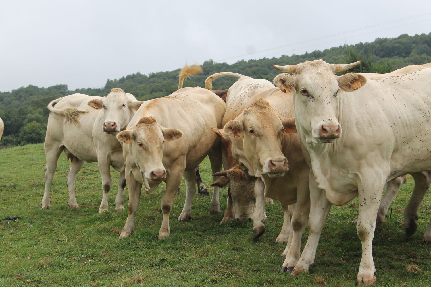 Mattin Erramoun  Begotenia  Vaches regard - Copie